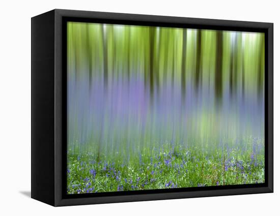 Bluebells in Beech Wood Abstract, Scotland, UK-Pete Cairns-Framed Premier Image Canvas