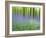 Bluebells in Beech Wood Abstract, Scotland, UK-Pete Cairns-Framed Photographic Print