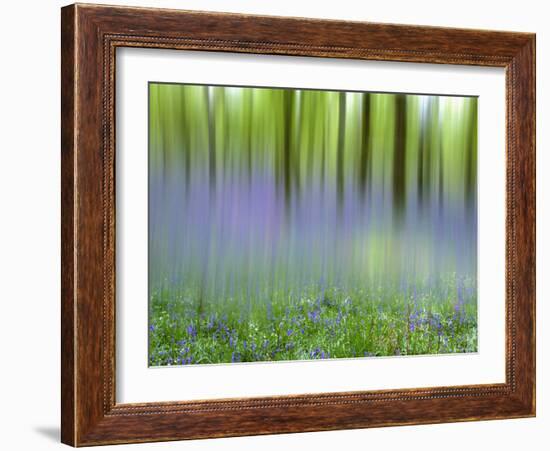 Bluebells in Beech Wood Abstract, Scotland, UK-Pete Cairns-Framed Photographic Print