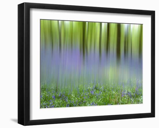 Bluebells in Beech Wood Abstract, Scotland, UK-Pete Cairns-Framed Photographic Print