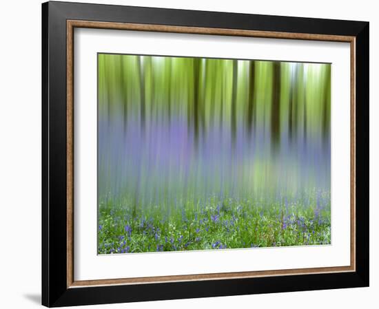 Bluebells in Beech Wood Abstract, Scotland, UK-Pete Cairns-Framed Photographic Print