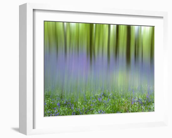 Bluebells in Beech Wood Abstract, Scotland, UK-Pete Cairns-Framed Photographic Print