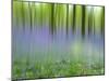 Bluebells in Beech Wood Abstract, Scotland, UK-Pete Cairns-Mounted Photographic Print