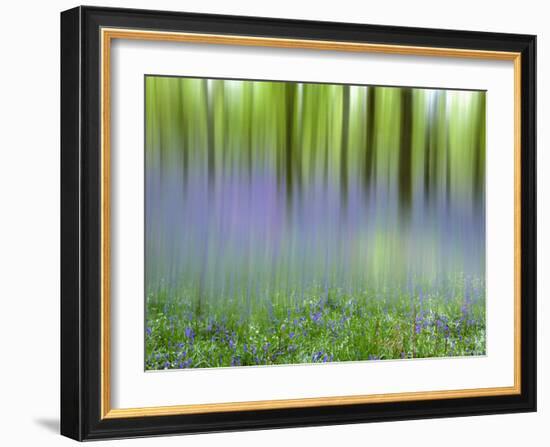 Bluebells in Beech Wood Abstract, Scotland, UK-Pete Cairns-Framed Photographic Print