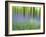 Bluebells in Beech Wood Abstract, Scotland, UK-Pete Cairns-Framed Photographic Print