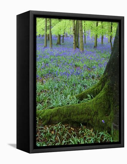 Bluebells in Beech Woodland, Buckinghamshire, England, UK, Europe-David Tipling-Framed Premier Image Canvas