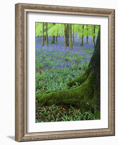 Bluebells in Beech Woodland, Buckinghamshire, England, UK, Europe-David Tipling-Framed Photographic Print
