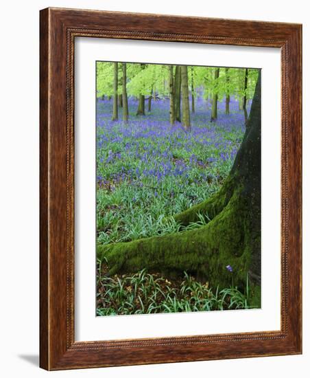 Bluebells in Beech Woodland, Buckinghamshire, England, UK, Europe-David Tipling-Framed Photographic Print