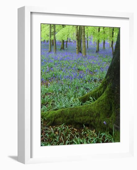 Bluebells in Beech Woodland, Buckinghamshire, England, UK, Europe-David Tipling-Framed Photographic Print