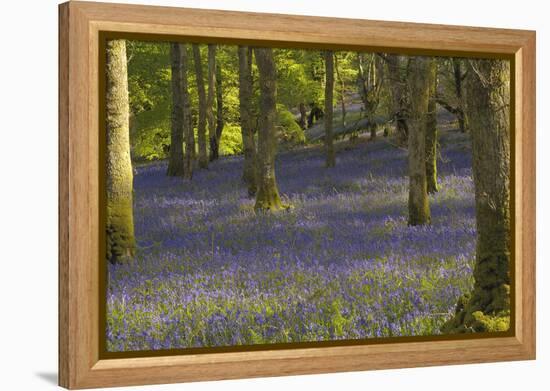 Bluebells in Carstramon Wood, Dumfries and Galloway, Scotland, United Kingdom, Europe-Gary Cook-Framed Premier Image Canvas