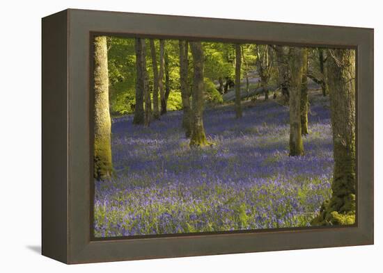 Bluebells in Carstramon Wood, Dumfries and Galloway, Scotland, United Kingdom, Europe-Gary Cook-Framed Premier Image Canvas