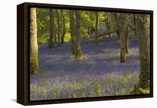 Bluebells in Carstramon Wood, Dumfries and Galloway, Scotland, United Kingdom, Europe-Gary Cook-Framed Premier Image Canvas