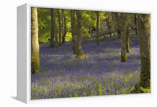 Bluebells in Carstramon Wood, Dumfries and Galloway, Scotland, United Kingdom, Europe-Gary Cook-Framed Premier Image Canvas