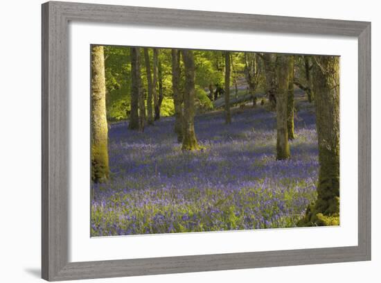 Bluebells in Carstramon Wood, Dumfries and Galloway, Scotland, United Kingdom, Europe-Gary Cook-Framed Photographic Print