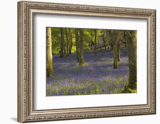 Bluebells in Carstramon Wood, Dumfries and Galloway, Scotland, United Kingdom, Europe-Gary Cook-Framed Photographic Print