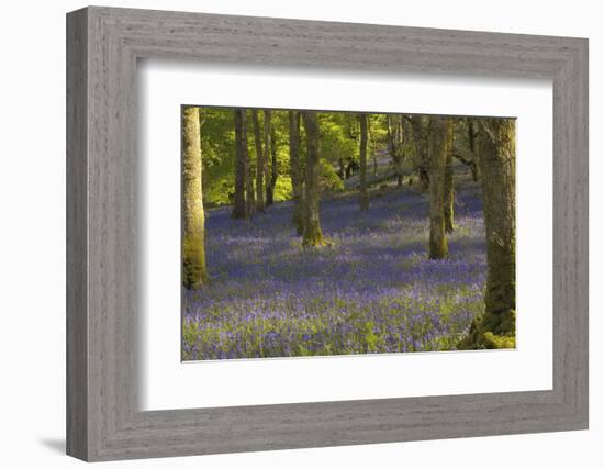 Bluebells in Carstramon Wood, Dumfries and Galloway, Scotland, United Kingdom, Europe-Gary Cook-Framed Photographic Print
