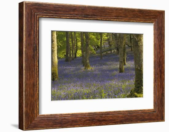 Bluebells in Carstramon Wood, Dumfries and Galloway, Scotland, United Kingdom, Europe-Gary Cook-Framed Photographic Print