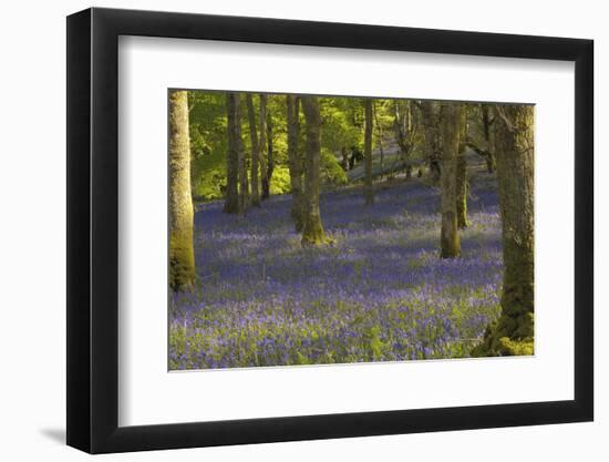 Bluebells in Carstramon Wood, Dumfries and Galloway, Scotland, United Kingdom, Europe-Gary Cook-Framed Photographic Print