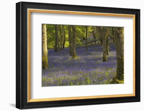 Bluebells in Carstramon Wood, Dumfries and Galloway, Scotland, United Kingdom, Europe-Gary Cook-Framed Photographic Print