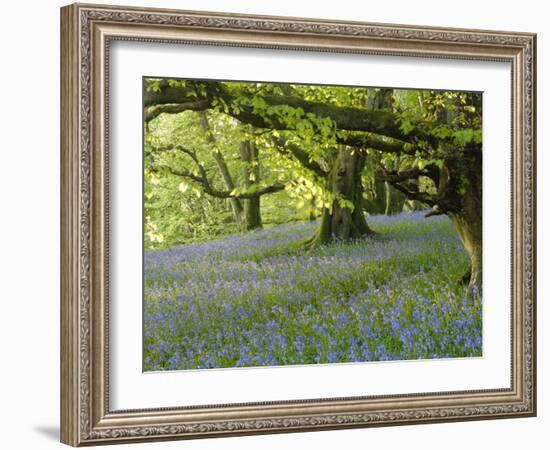 Bluebells in Carstramon Wood, Fleet Valley, Dumfries and Galloway, Scotland-Gary Cook-Framed Photographic Print