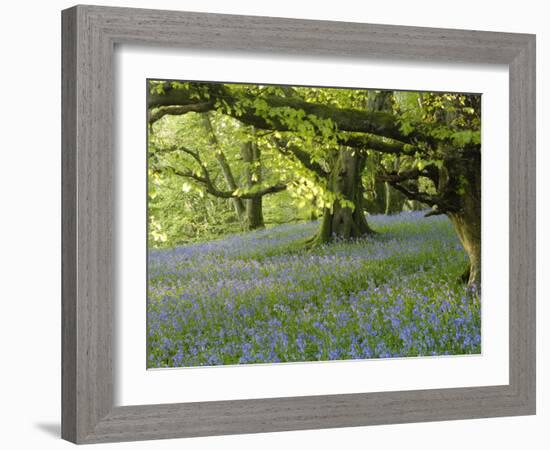 Bluebells in Carstramon Wood, Fleet Valley, Dumfries and Galloway, Scotland-Gary Cook-Framed Photographic Print