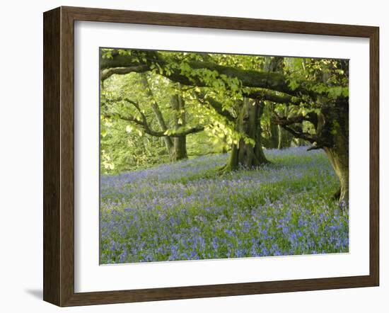 Bluebells in Carstramon Wood, Fleet Valley, Dumfries and Galloway, Scotland-Gary Cook-Framed Photographic Print