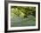 Bluebells in Carstramon Wood, Fleet Valley, Dumfries and Galloway, Scotland-Gary Cook-Framed Photographic Print