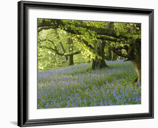 Bluebells in Carstramon Wood, Fleet Valley, Dumfries and Galloway, Scotland-Gary Cook-Framed Photographic Print