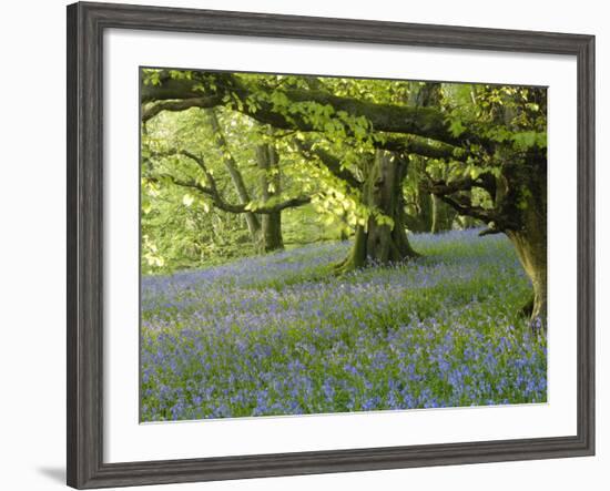 Bluebells in Carstramon Wood, Fleet Valley, Dumfries and Galloway, Scotland-Gary Cook-Framed Photographic Print