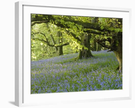 Bluebells in Carstramon Wood, Fleet Valley, Dumfries and Galloway, Scotland-Gary Cook-Framed Photographic Print