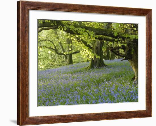 Bluebells in Carstramon Wood, Fleet Valley, Dumfries and Galloway, Scotland-Gary Cook-Framed Photographic Print