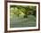 Bluebells in Carstramon Wood, Fleet Valley, Dumfries and Galloway, Scotland-Gary Cook-Framed Photographic Print