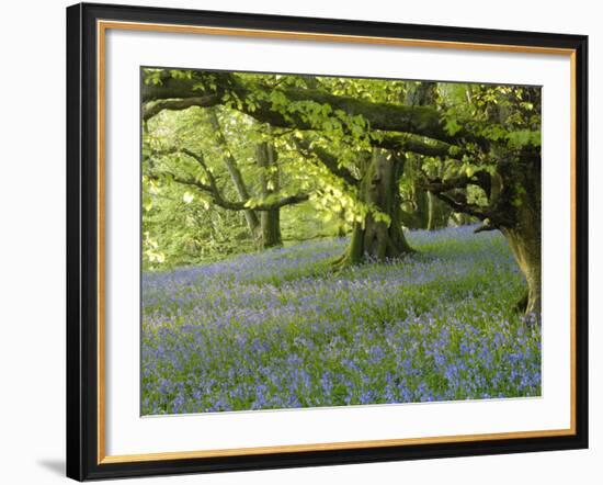 Bluebells in Carstramon Wood, Fleet Valley, Dumfries and Galloway, Scotland-Gary Cook-Framed Photographic Print