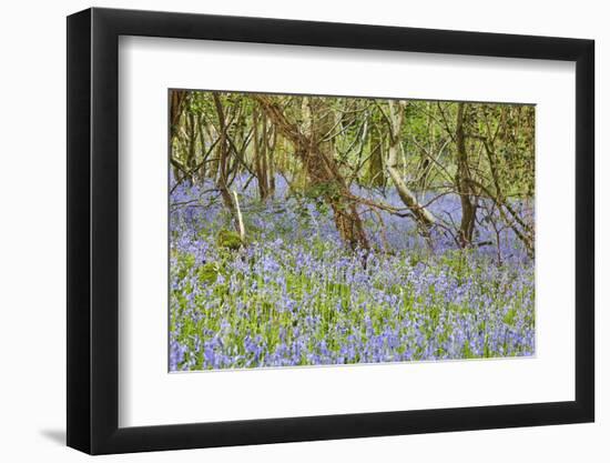 Bluebells in Flower in Lady's Wood, Near South Brent, Devon, England, United Kingdom, Europe-Nigel Hicks-Framed Photographic Print