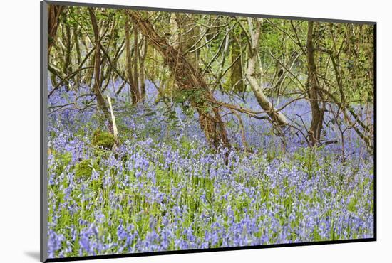 Bluebells in Flower in Lady's Wood, Near South Brent, Devon, England, United Kingdom, Europe-Nigel Hicks-Mounted Photographic Print