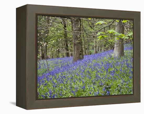 Bluebells in Middleton Woods Near Ilkley, West Yorkshire, Yorkshire, England, UK, Europe-Mark Sunderland-Framed Premier Image Canvas