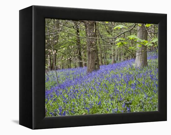 Bluebells in Middleton Woods Near Ilkley, West Yorkshire, Yorkshire, England, UK, Europe-Mark Sunderland-Framed Premier Image Canvas