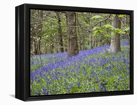 Bluebells in Middleton Woods Near Ilkley, West Yorkshire, Yorkshire, England, UK, Europe-Mark Sunderland-Framed Premier Image Canvas