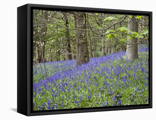 Bluebells in Middleton Woods Near Ilkley, West Yorkshire, Yorkshire, England, UK, Europe-Mark Sunderland-Framed Premier Image Canvas