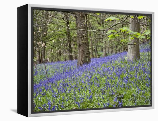 Bluebells in Middleton Woods Near Ilkley, West Yorkshire, Yorkshire, England, UK, Europe-Mark Sunderland-Framed Premier Image Canvas