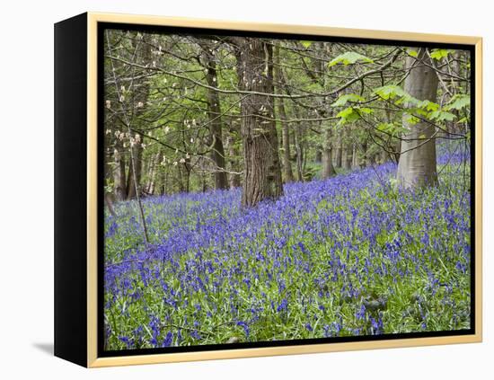 Bluebells in Middleton Woods Near Ilkley, West Yorkshire, Yorkshire, England, UK, Europe-Mark Sunderland-Framed Premier Image Canvas