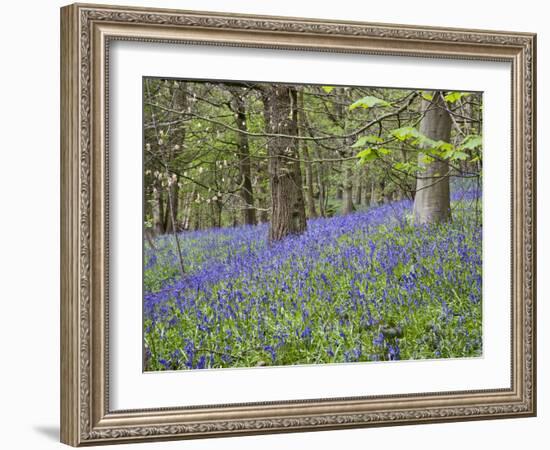 Bluebells in Middleton Woods Near Ilkley, West Yorkshire, Yorkshire, England, UK, Europe-Mark Sunderland-Framed Photographic Print