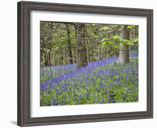 Bluebells in Middleton Woods Near Ilkley, West Yorkshire, Yorkshire, England, UK, Europe-Mark Sunderland-Framed Photographic Print