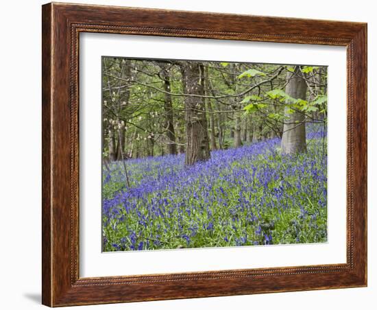 Bluebells in Middleton Woods Near Ilkley, West Yorkshire, Yorkshire, England, UK, Europe-Mark Sunderland-Framed Photographic Print