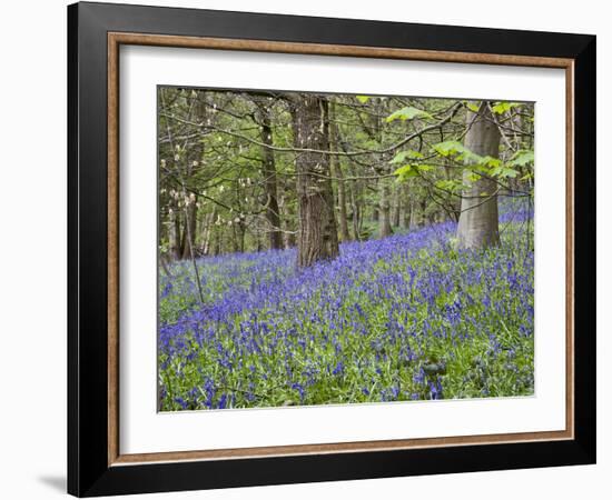 Bluebells in Middleton Woods Near Ilkley, West Yorkshire, Yorkshire, England, UK, Europe-Mark Sunderland-Framed Photographic Print