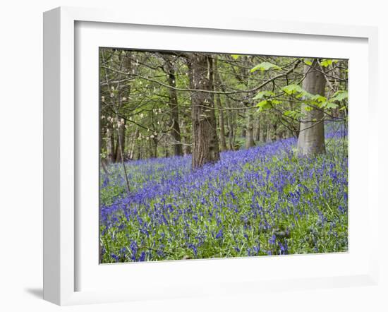 Bluebells in Middleton Woods Near Ilkley, West Yorkshire, Yorkshire, England, UK, Europe-Mark Sunderland-Framed Photographic Print