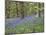 Bluebells in Middleton Woods Near Ilkley, West Yorkshire, Yorkshire, England, UK, Europe-Mark Sunderland-Mounted Photographic Print