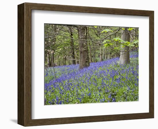 Bluebells in Middleton Woods Near Ilkley, West Yorkshire, Yorkshire, England, UK, Europe-Mark Sunderland-Framed Photographic Print