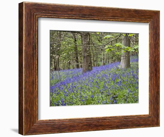 Bluebells in Middleton Woods Near Ilkley, West Yorkshire, Yorkshire, England, UK, Europe-Mark Sunderland-Framed Photographic Print