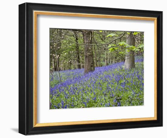 Bluebells in Middleton Woods Near Ilkley, West Yorkshire, Yorkshire, England, UK, Europe-Mark Sunderland-Framed Photographic Print